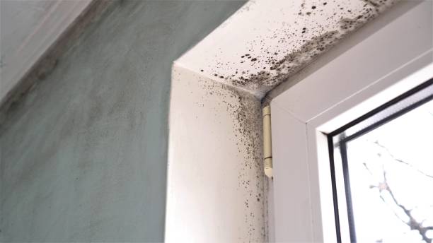 Best Toxic Mold Removal  in Farmingdale, NJ