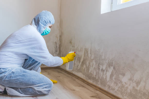 Best Mold Damage Repair  in Farmingdale, NJ