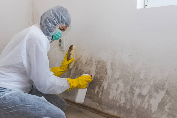 Professional Mold Removal in Farmingdale, NJ