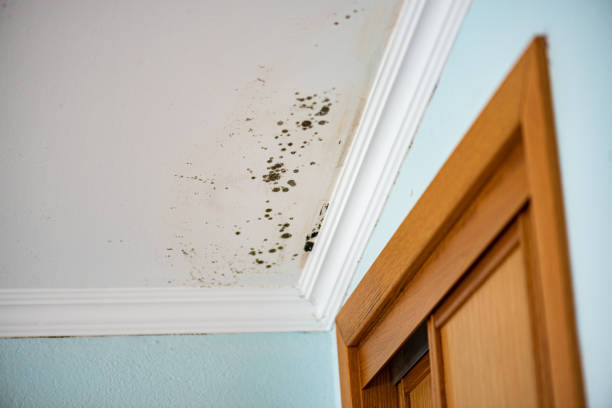 Best Mold Removal and Inspection  in Farmingdale, NJ