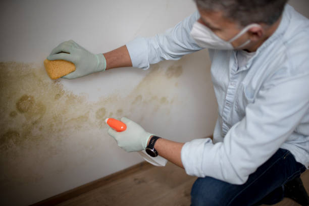 Best Local Mold Removal Service  in Farmingdale, NJ