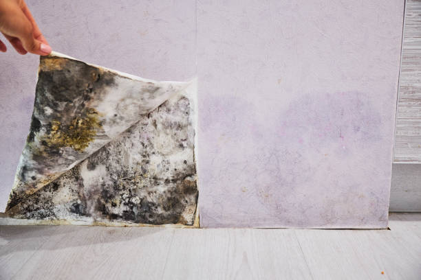 Best Residential Mold Removal  in Farmingdale, NJ